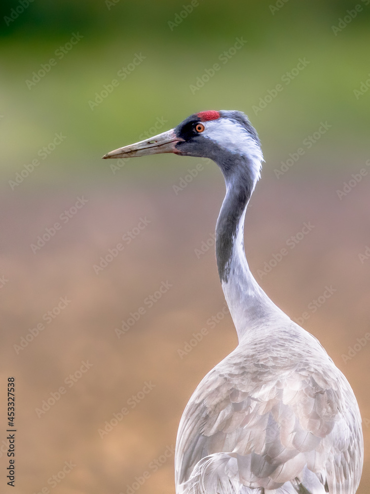 Poster common crane walking in agricultural field