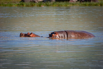 Fototapeta premium Mother and child hippopotumuses cool off in pond in Ngorongoro crater, Tanzania, Africa.