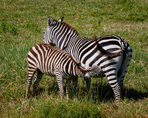 Fototapeta na wymiar Mother zebra waits patiently as child nurses in Ngorongoro crater, Tanzania, Africa..