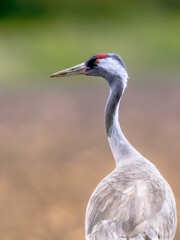 Common crane walking in agricultural field