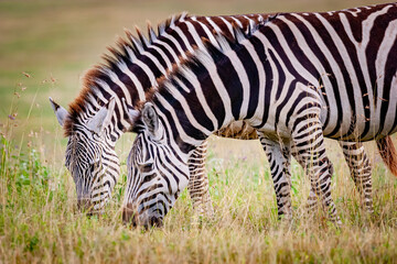 Fototapeta na wymiar Pair of zebras graze and eat grass in Ngorongoro crater in Tanzania, Africa