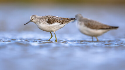 Common greenshank walking in shallow coastal water of Waddensea.