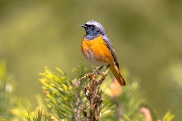 Common redstart perched on branch of tree