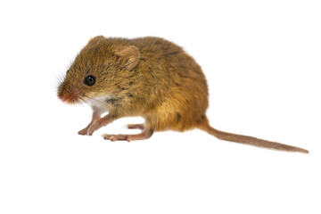 Cute Harvest Mouse on white
