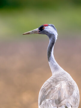 Common crane walking in agricultural field
