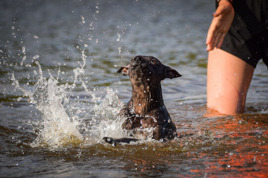 dog is swimming in the water. It was autumn photo workshop.