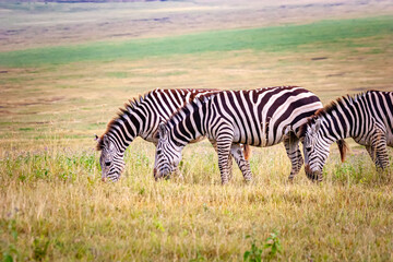Fototapeta na wymiar Trio of Zebra grazing in Ngorongoro crater， Tanzania， Africa．