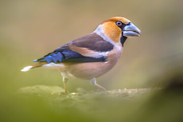 Fototapeta premium Hawfinch male bird foraging on blurred background