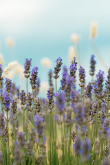 Blue lavender flowers in the mountains of Bulgaria