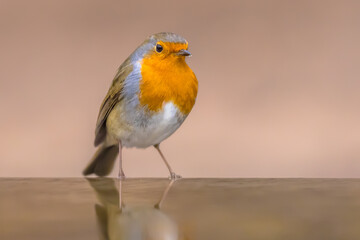 Red Robin bird in ecological garden