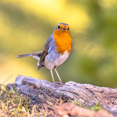 Red Robin bird in ecological garden