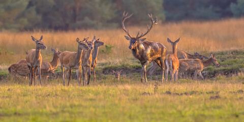 Fototapeta na wymiar Red deer rutting season Veluwe