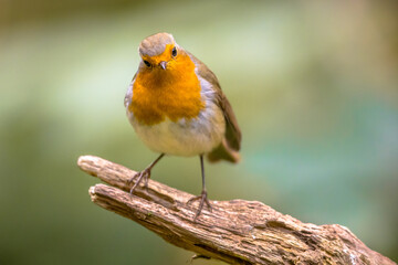 Red Robin bird in ecological garden