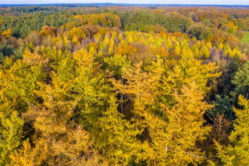 aerial view of autumn forest with colorful foliage