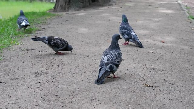 Pigeons walk on the ground in search of food. Birds. Animals.