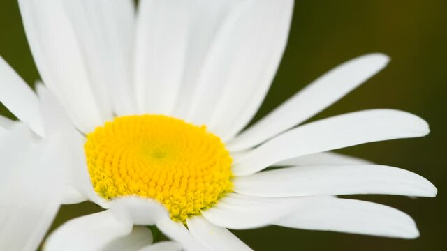 Chamomile in the Sunlight. The daisy flower in natural conditions close up