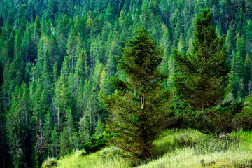 Fototapeta na wymiar Lush Green Pine Forest in Wilderness Mountains Growth