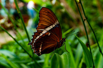 butterfly on flower