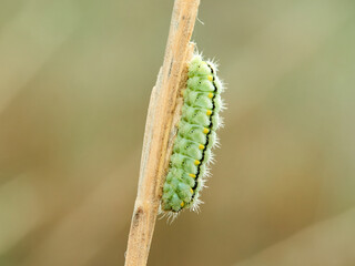 Provence burnet moth. Zygaena occitanica.     