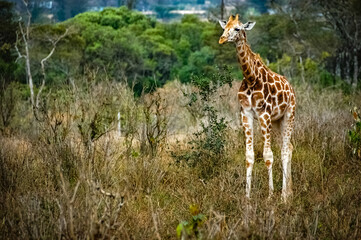 Giraffe roaming in Kenya Africa