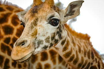 Naklejka premium Giraffe roaming in Kenya Africa
