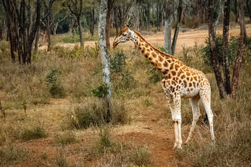 Naklejka na ściany i meble Giraffe roaming in Kenya Africa