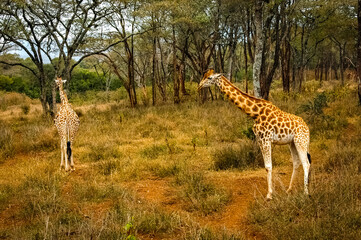 Giraffe roaming in Kenya Africa