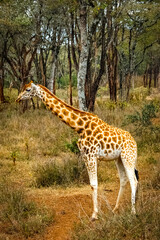 Giraffe roaming in Kenya Africa