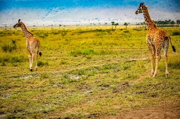 Naklejka na ściany i meble Giraffe roaming in Kenya Africa