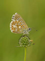 Fototapeta na wymiar Adonis blue Butterfly