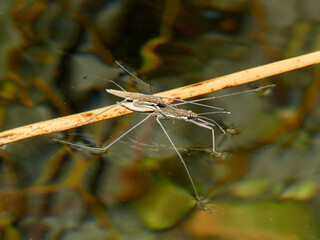 Water strider or water skeeters. Gerridae family.    