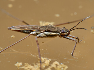 Water strider or water skeeters. Gerridae family.    