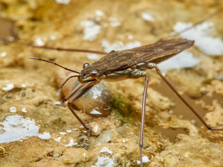 Water strider or water skeeters. Gerridae family.    