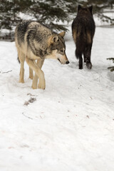 Grey Wolves (Canis lupus) Pass Each Other Copy Space Winter