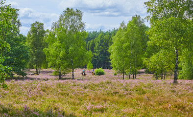 Blooming L&uuml;neburg Heath with riders in the background