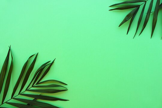 Green leaves frame on color background, palm leaves top view © Freesia