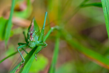 Large green locust Chrysochraon dispar in natural habitat.