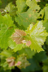 Grape leaves. Green leaf of grapes. Vine.