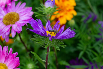 Fototapeta premium Summer afternoon in the garden. Flowers in the garden. Purple asters among marigolds. A bee sits on an aster. The bee collects nectar. Bee in the garden of flowers.