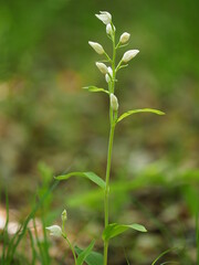 Fototapeta premium Weißes Waldvöglein, Cephalanthera damasonium, Bleiche Waldvöglein,