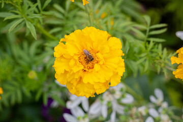 A bee flies in a flower garden. The bee collects pollen from flowers. Bee sitting on a flower. A bee sits on yellow marigolds.