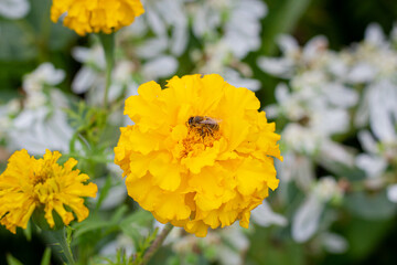 A bee flies in a flower garden. The bee collects pollen from flowers. Bee sitting on a flower. A bee sits on yellow marigolds.