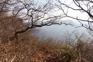 Bare tree trunks and fallen leaves on the background of misty mountains early in spring. Crimea.