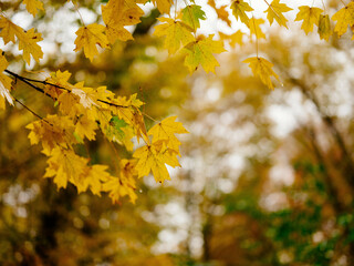 Autumn leaves on the ground top view forest nature