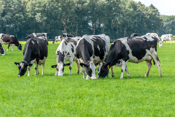 four black and white cow eats grass and stands in the field