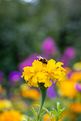 Bumblebee collects pollen. A bumblebee sits on a flower. Yellow marigolds in the garden. Bumblebee in the pollen sits on a flower. A bumblebee sits on marigolds.