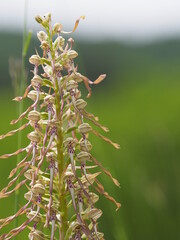 Bocks-Riemenzunge, Bocksorchis, Himantoglossum hircinum