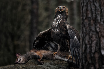 The golden eagle guards its prey
