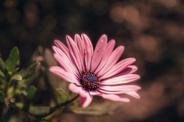 Minimalist photo of a purple flower, its color contrast is very visible due to the green and ocher...