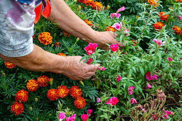 person picking flowers in garden. Hands of an elderly woman among flowers. Elderly woman collects flowers. Gardener's hands in flowers.